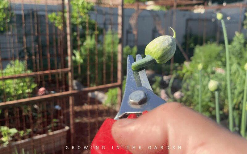 Bolting or flowering onions and what to do about them