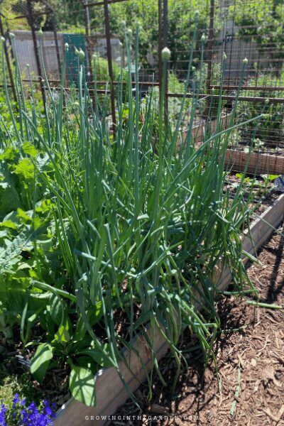 Bolting or flowering onions and what to do about them