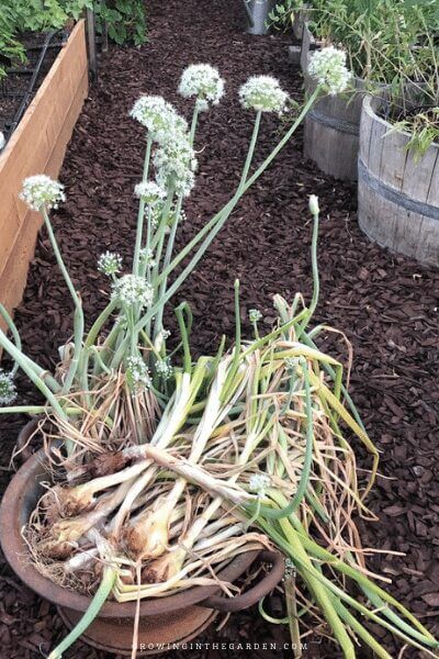 Bolting or flowering onions and what to do about them