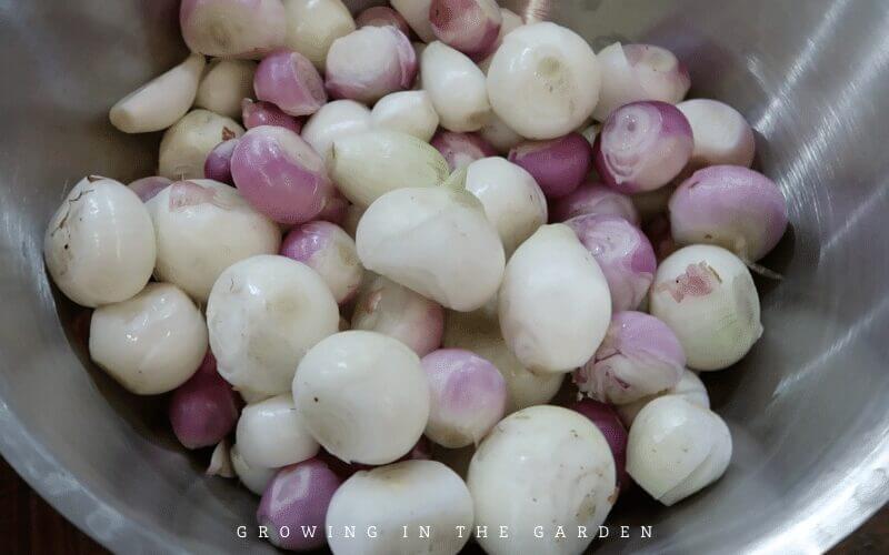 Bolting or flowering onions and what to do about them