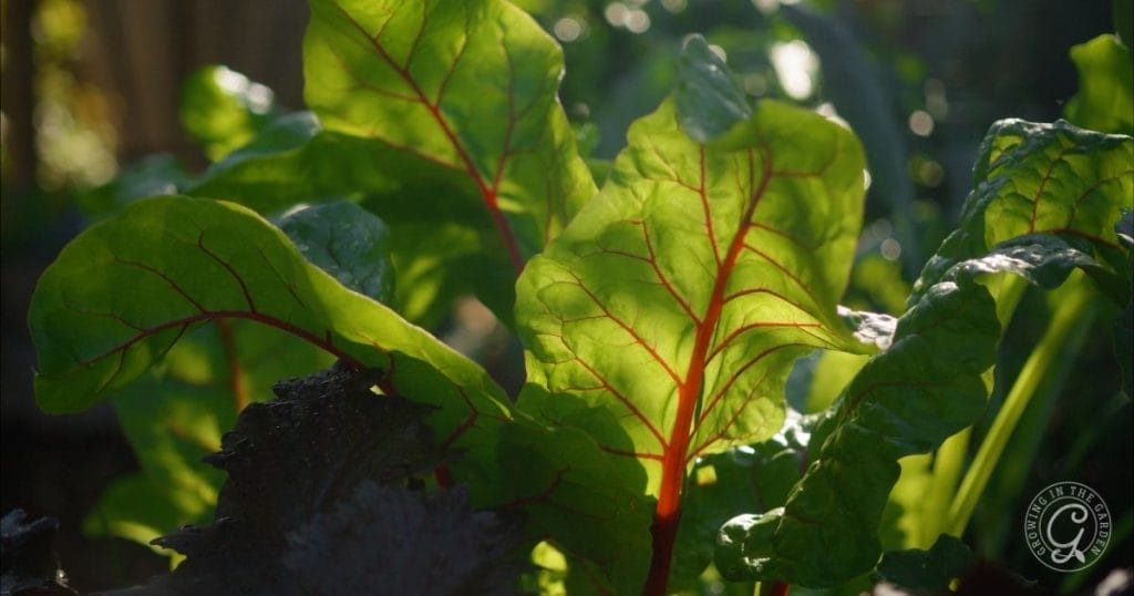 Winter Garden Planning in Mild Climates