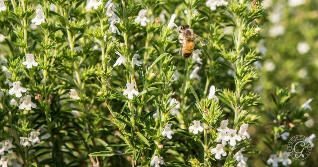 A honeybee hovers near white flowers on a lush green plant, surrounded by dense foliage and sunlight.