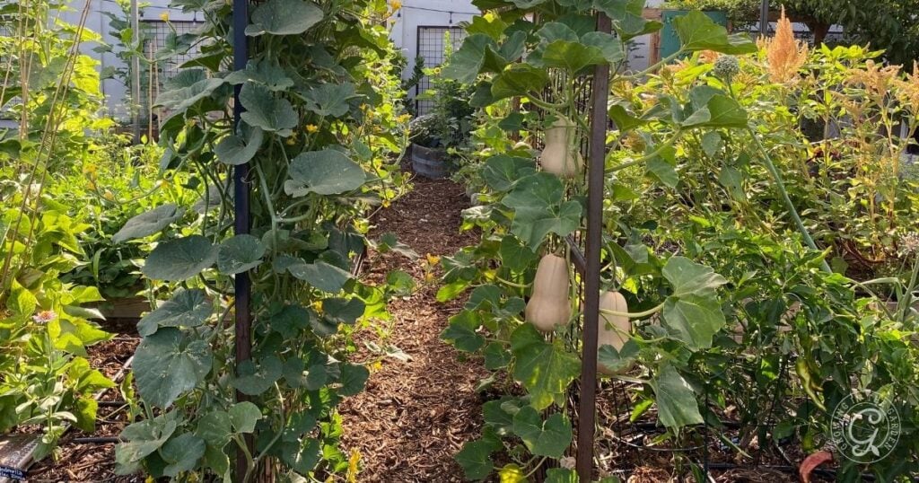 Lush vegetable garden with trellised squash plants showcasing the best vegetables to grow vertically—hanging butternut squash, leafy green vines, and a wood-chip path running through the center; raised beds and other plants are visible in the background.