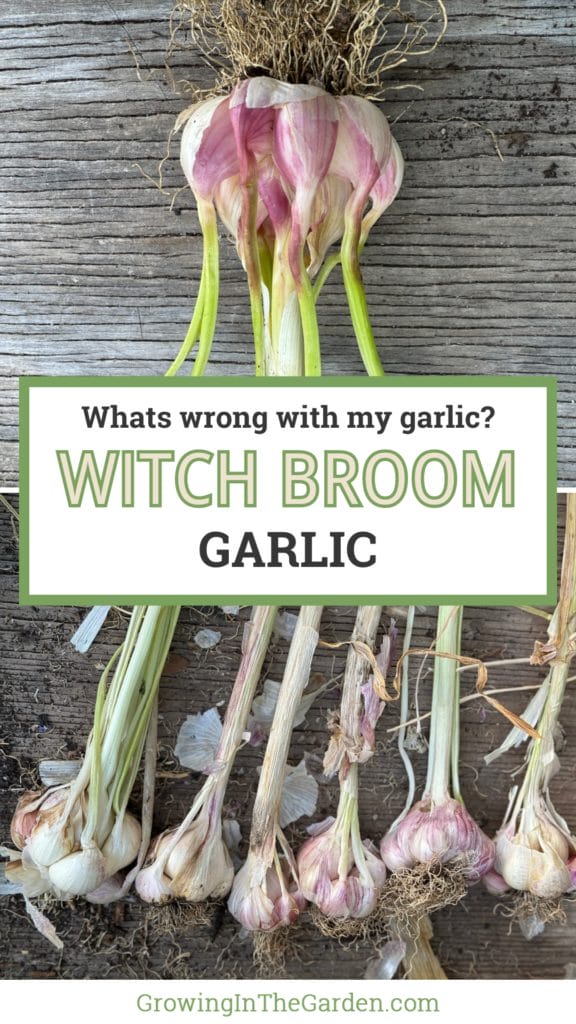 Witches Broom Garlic: What's Wrong with My Garlic?