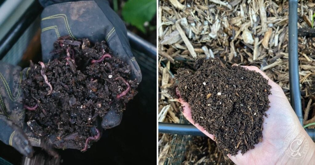 Worm Castings from in-bed Vermicomposting bins to amend your beds
