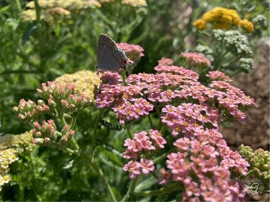Colorado Blend Yarrow featured image