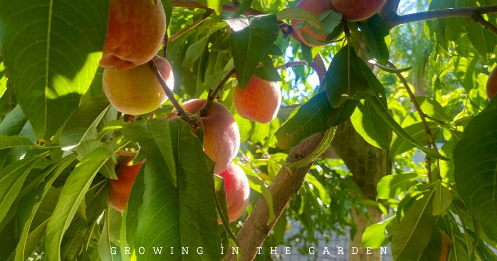 What to Plant for Year-Round Fruit Tree Harvests in Arizona