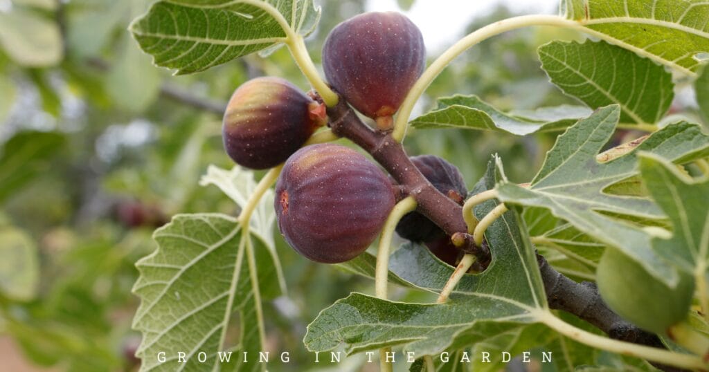 What to Plant for Year-Round Fruit Tree Harvests in Arizona
