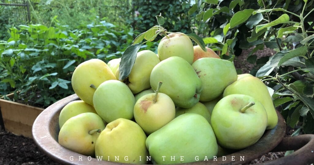 What to Plant for Year-Round Fruit Tree Harvests in Arizona