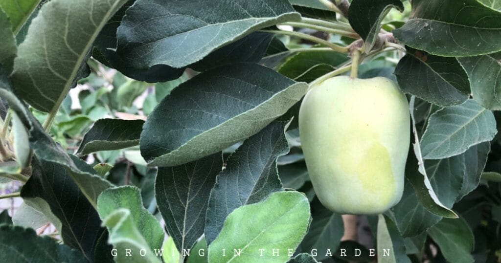 Grow a food forest and harvest fruit every day of the year. Learn what to plant for year-round fruit tree harvests in Arizona.