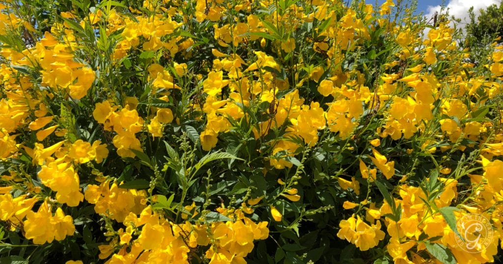 Best Plants to Attract Beneficial Insects & Pollinators