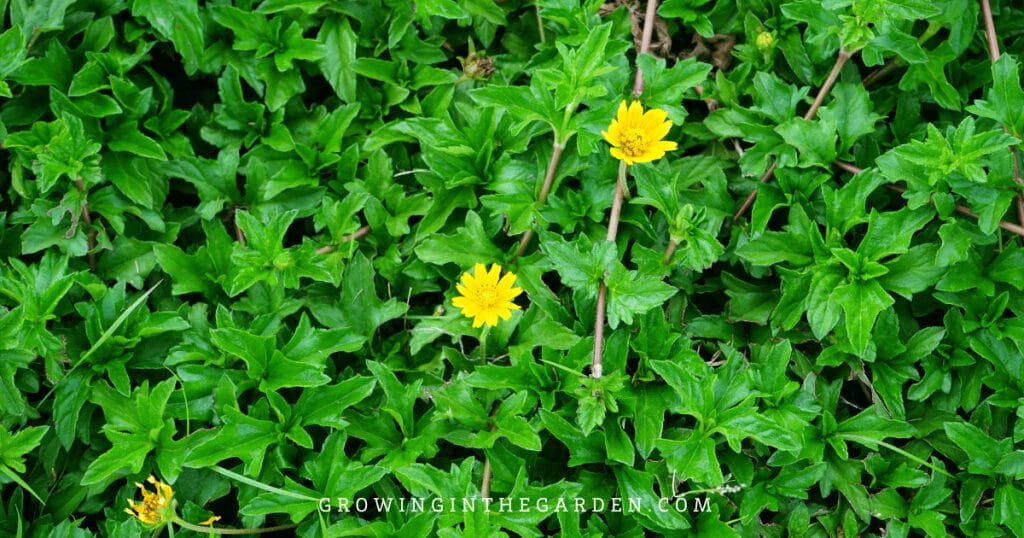 Lawn Alternatives: 10 Low-Water-Use Groundcovers for Hot Climates