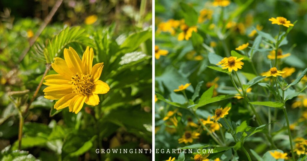 Lawn Alternatives: 10 Low-Water-Use Groundcovers for Hot Climates