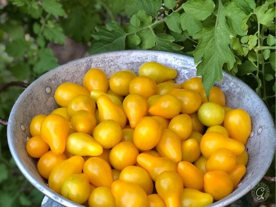 Yellow Pear Tomatoes featured image