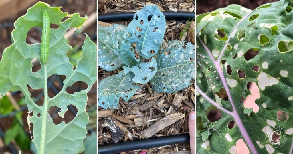 young brassicas with cabbage worm damage