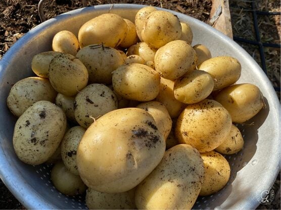 Yukon Gold Potatoes featured image