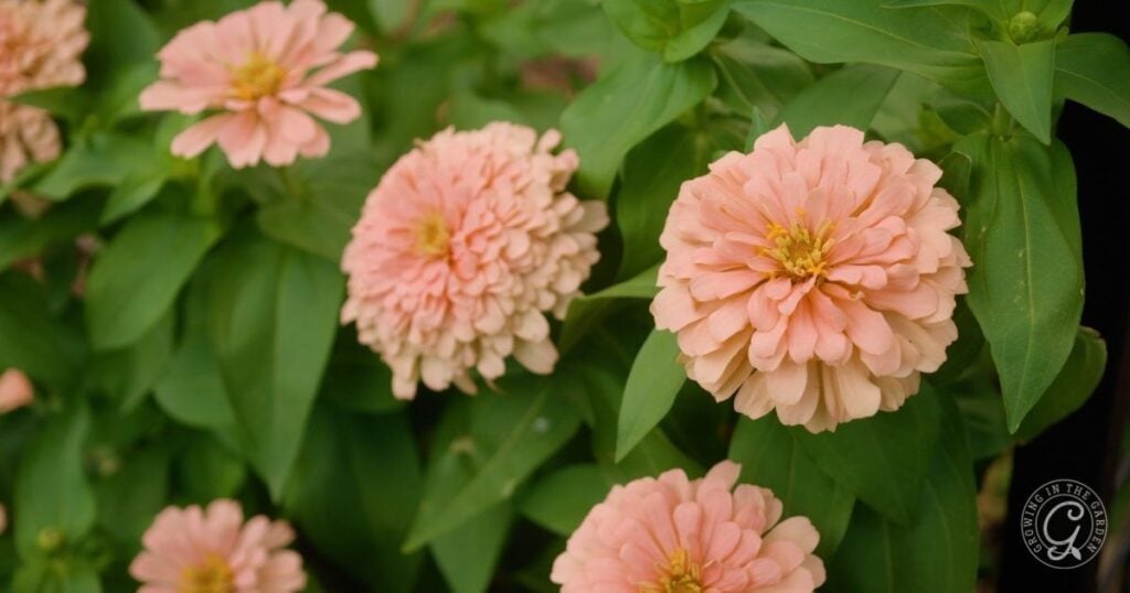Light pink zinnia flowers with lush green leaves in the background, as featured in the Arizona Annual Flowers Planting Guide.