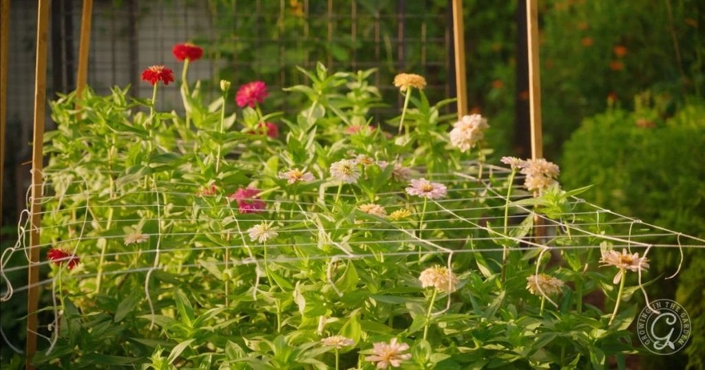zinnias with plant support netting