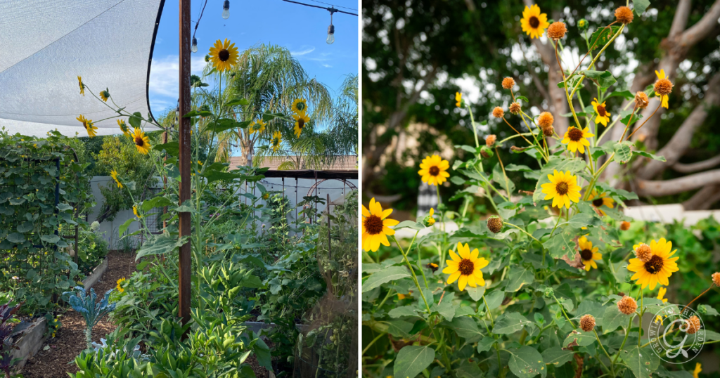 Create shade with sunflowers