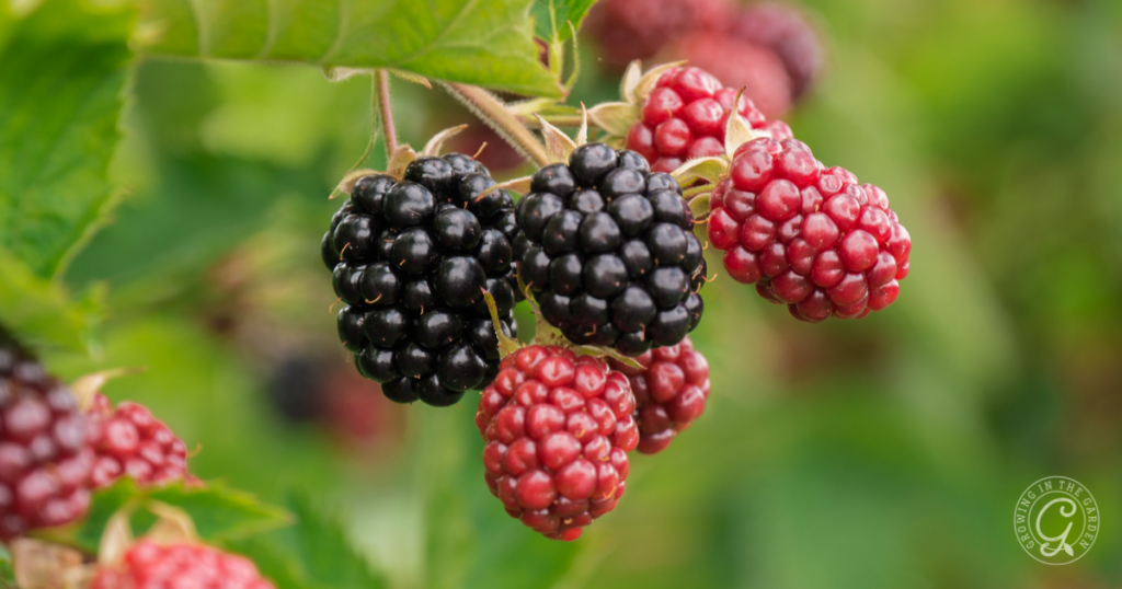 Close-up of ripe blackberries and unripe red berries on a branch with green leaves in the background, showcasing ideal growth stages as highlighted in the Arizona Fruit Planting Guide.