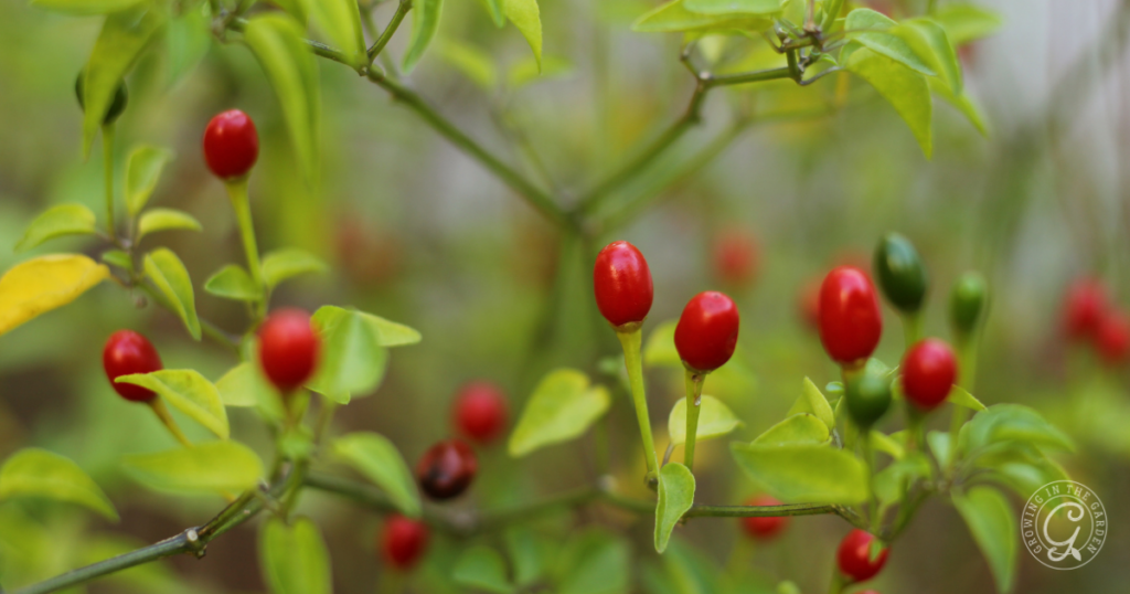 Close-up of small red and green chili peppers growing on a leafy plant.