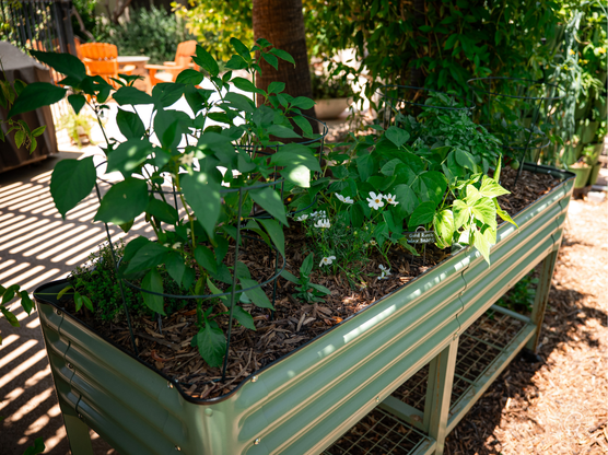 Vego Elevated Garden Bed featured image