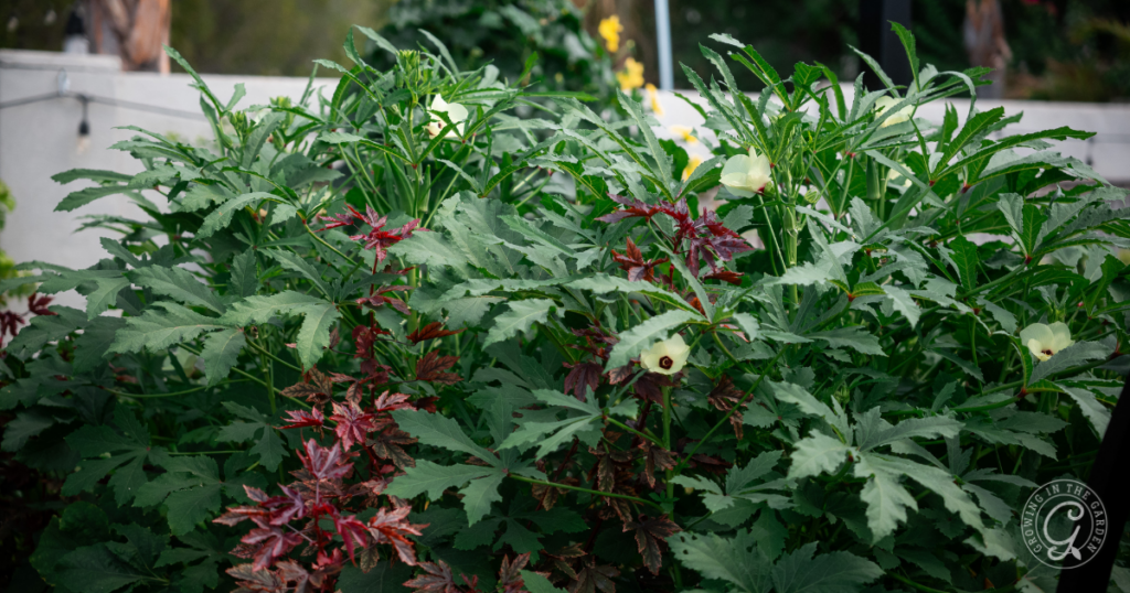 Use Okra to add shade