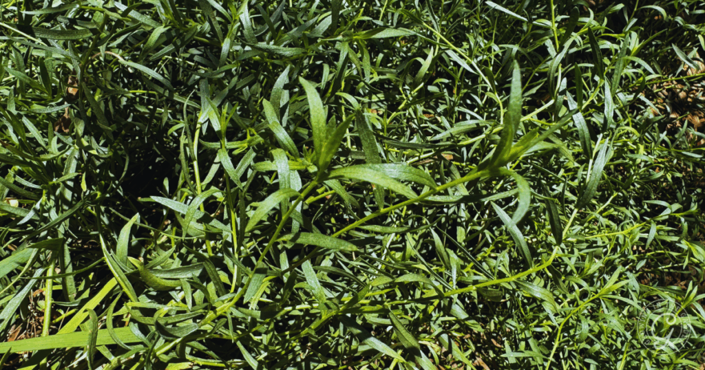 Close-up of lush, green tarragon leaves growing densely in sunlight—a perfect example of how to care for tarragon and what to expect when you know when to plant tarragon.