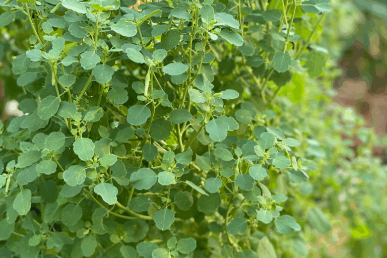 How to Grow Papalo From Seed featured image