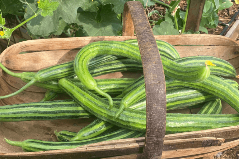 My Favorite Crop Varieties featured image