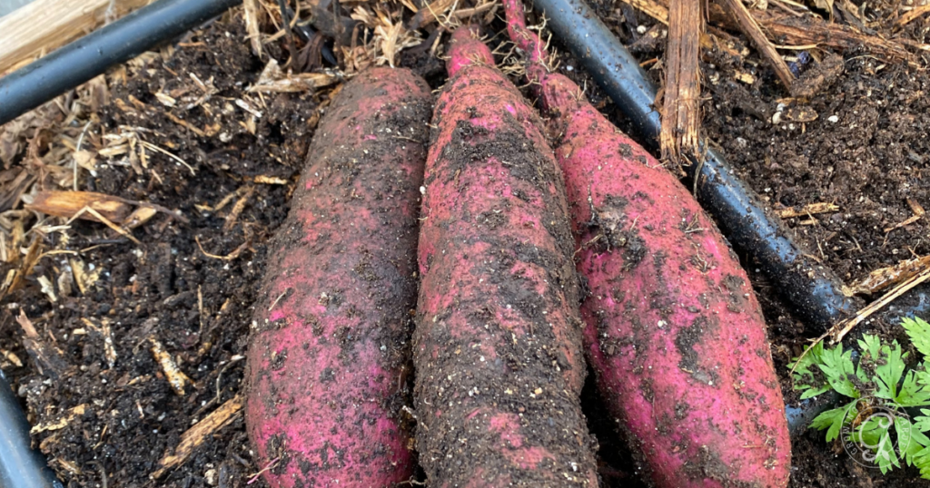 Three freshly harvested sweet potatoes, covered in soil, lie on the ground in a garden bed—an abundant harvest inspired by tips from the Arizona Vegetable Planting Guide.