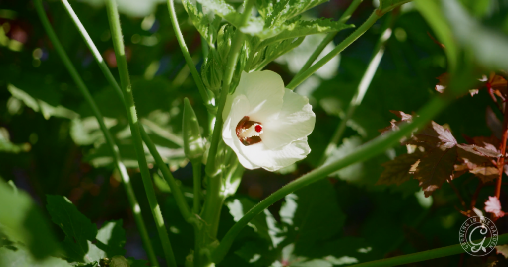 Close-up of a single white okra flower with a red center, surrounded by green leaves and stems. Flourishing in full sun, the vibrant okra thrives as sunlight filters through the foliage, casting light and shadow across the scene.