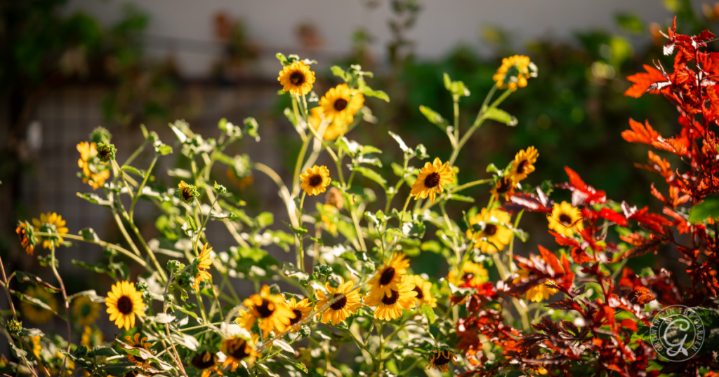 Yellow sunflowers and red foliage bask in sunlight, surrounded by a vibrant, blurred garden where veggies thrive. Here, beauty meets utility as a reminder of which vegetables grow in full sun.