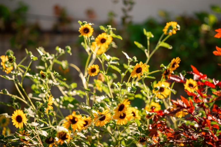 Which Vegetables Need Shade (and Which Thrive in Full Sun) featured image