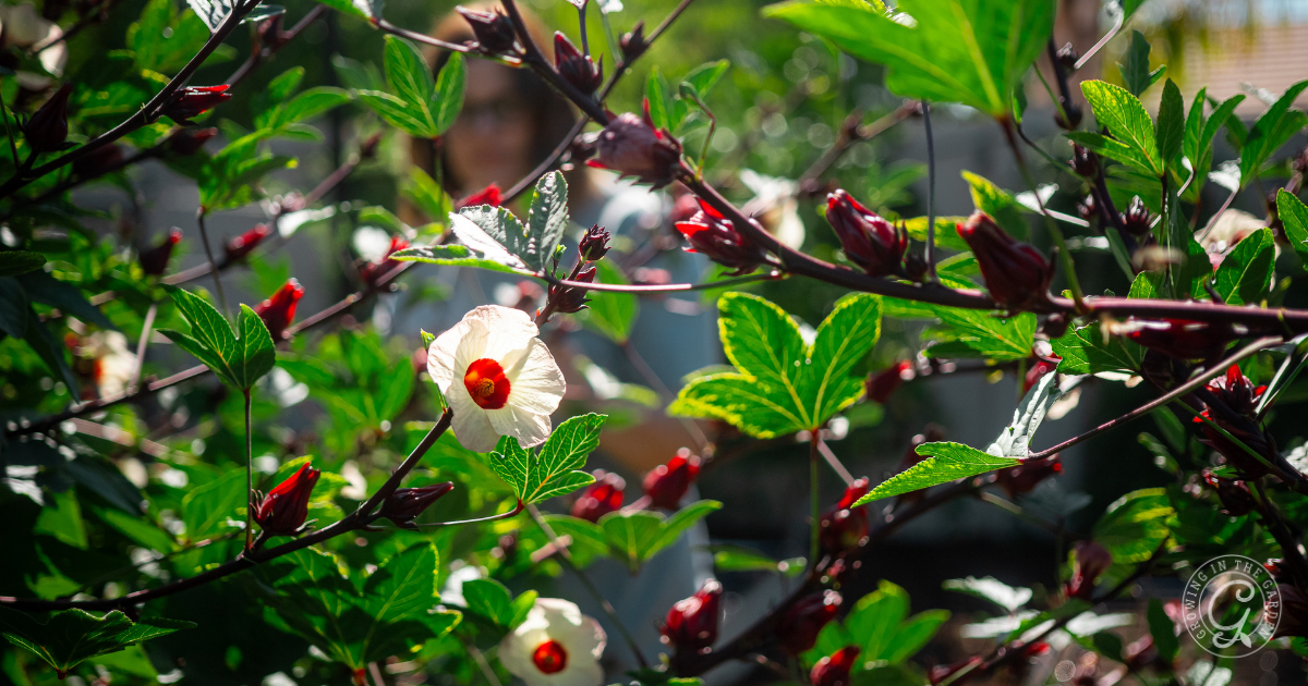 White flowers and red buds adorn lush green stems under dappled sunlight in a garden, casting playful shadows. A person is partially visible behind the foliage, perhaps pondering which vegetables grow in full sun amidst this vibrant display.