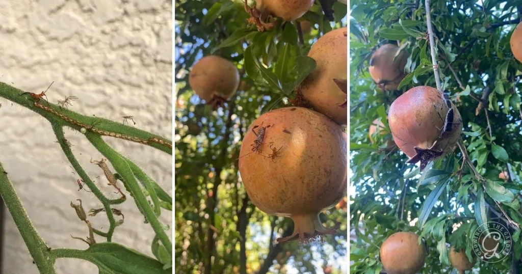Close-up of ants and bugs on pomegranates and branches, set against green leaves and a light wall—capturing a glimpse of nature you might spot while learning how to grow pomegranates.