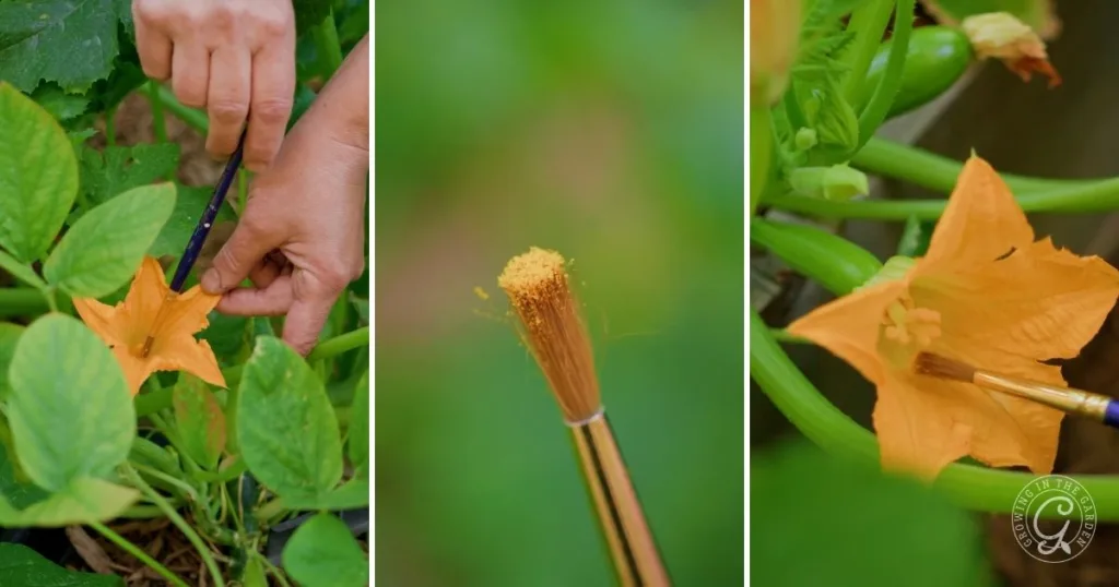 Three-panel image showing how to grow summer squash by hand pollinating flowers with a brush to transfer pollen between blooms.