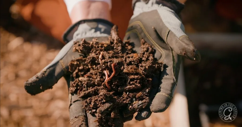 Gloved hands holding soil with visible earthworms outdoors, demonstrating how to fill raised garden beds for healthy growth.