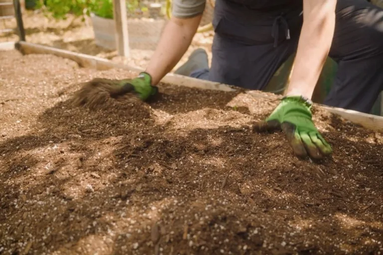 How to Fill Raised Garden Beds featured image