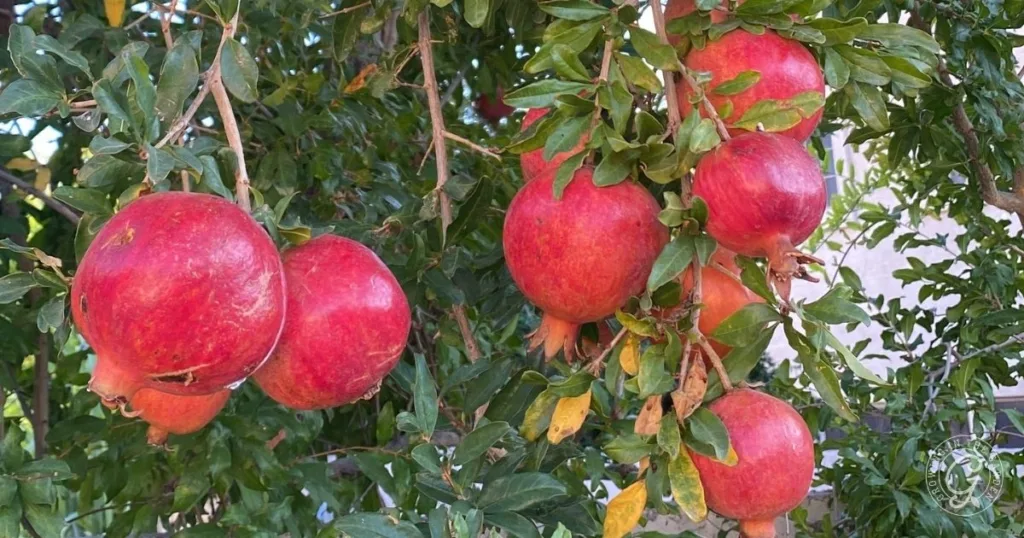 Ripe pomegranates hanging from green leafy branches on a tree showcase the rewards of learning how to grow pomegranates at home.