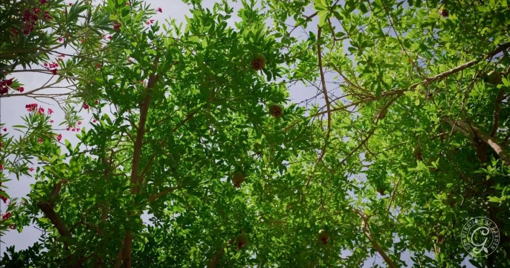 Green pomegranate tree branches with fruit viewed from below against a bright sky, offering inspiration for how to grow pomegranates in your own garden.