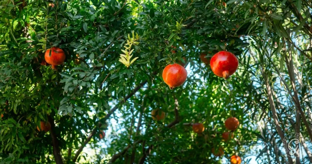 Bright red pomegranates hanging from green leafy branches on a sunny day showcase the beauty you can achieve when you learn how to grow pomegranates in your own garden.