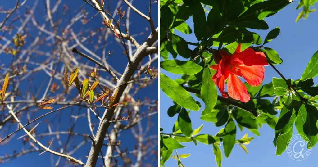 Left: Tree branches with buds. Right: Red hibiscus flower and green leaves, both against a blue sky—ideal scenery for anyone interested in gardening or learning how to grow pomegranates.