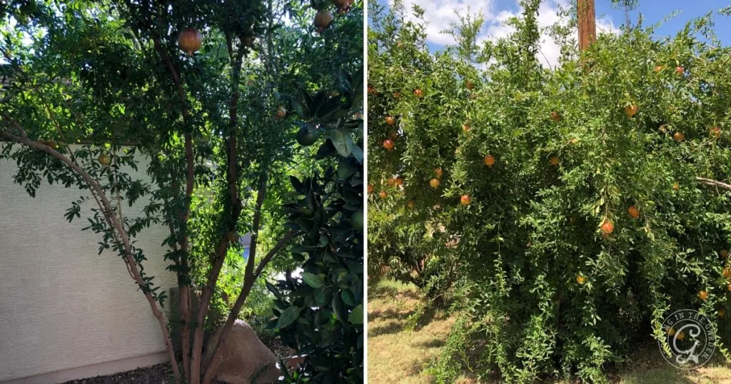 Two leafy pomegranate trees with orange-red fruit growing on their branches outdoors, offering inspiration on how to grow pomegranates in your own garden.