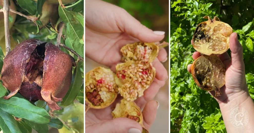 Three images showing pomegranates split open and spoiled, held in hand and on tree with green leaves—helpful for identifying issues when learning how to grow pomegranates.