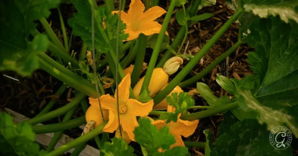 Yellow squash and orange flowers growing among green leaves in a garden bed show how to grow summer squash with vibrant results.