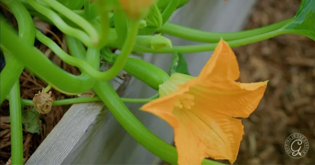 A yellow squash blossom grows on a green vine in a garden bed with soil and mulch, showcasing the beauty of learning how to grow summer squash.