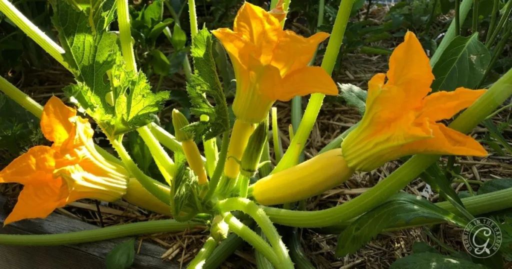 Bright yellow zucchini flowers blooming on a plant among green leaves in a garden bed offer a glimpse into how to grow summer squash successfully.