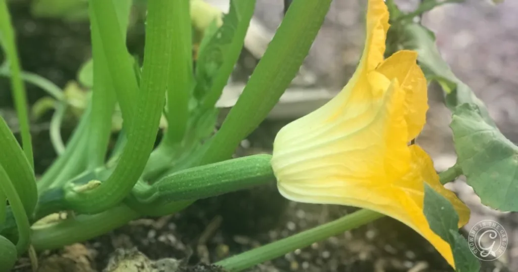 A yellow squash blossom grows on a green stem in a garden with soil and leaves visible, offering the perfect opportunity to learn how to hand pollinate squash for better fruit development.