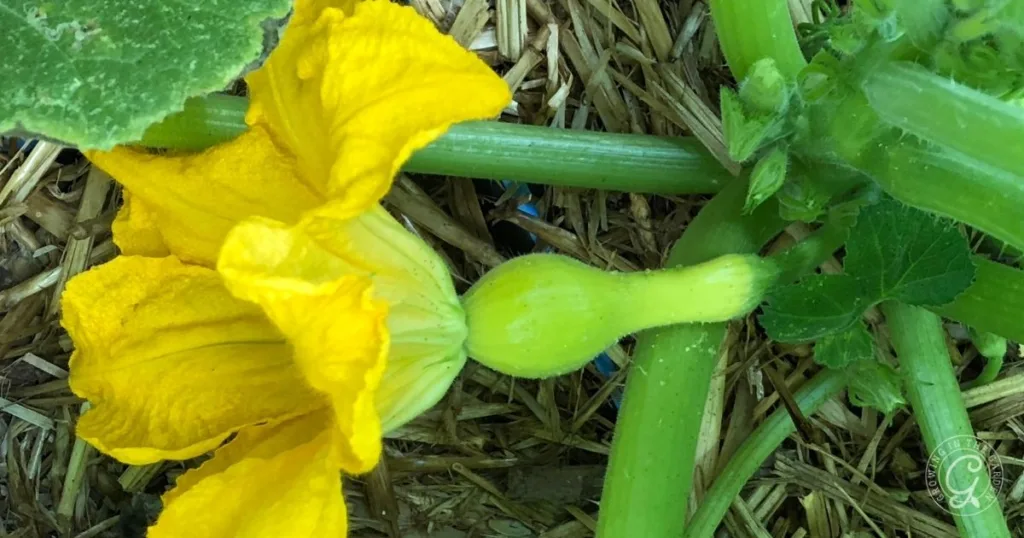A yellow squash blossom with a small developing squash on a green vine, resting on straw mulch—perfect for learning how to hand pollinate squash.